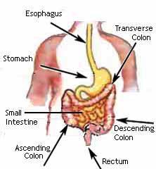 digestive system